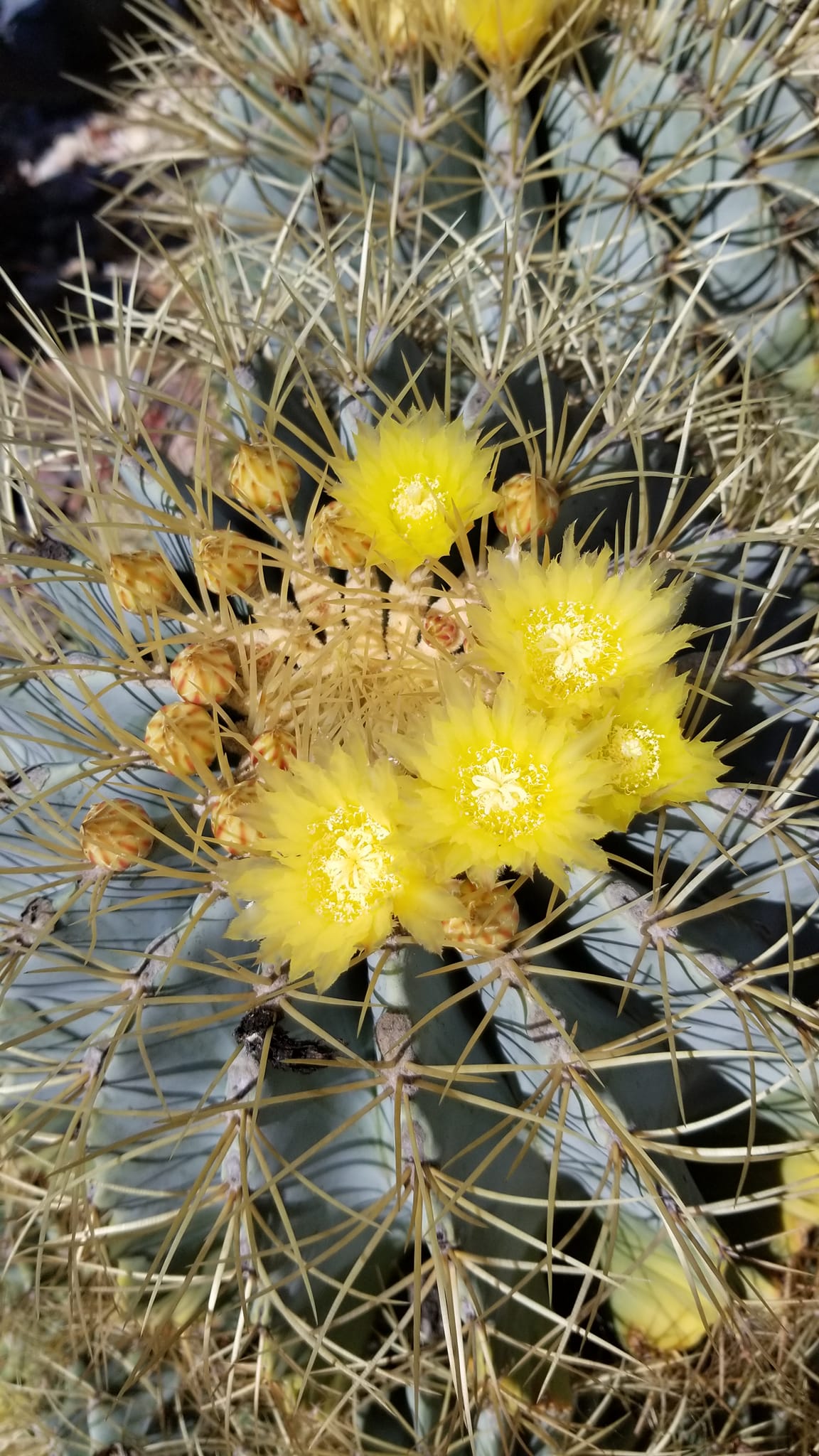 Ferocactus glaucescens spine and epidermis detail Close-up of Ferocactus glaucescens showing pale lemon-yellow straight radial spines against the blue-grey waxy glaucous epidermis, with the rounded rib edges visible below the areoles.