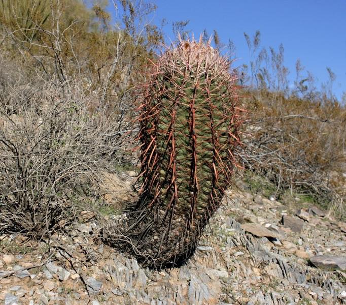 Ferocactus cylindraceus showing the green barrel body with dramatically long reddish-grey curved central spines and 18-27 ribs, reaching up to 3 m in mature plants.
