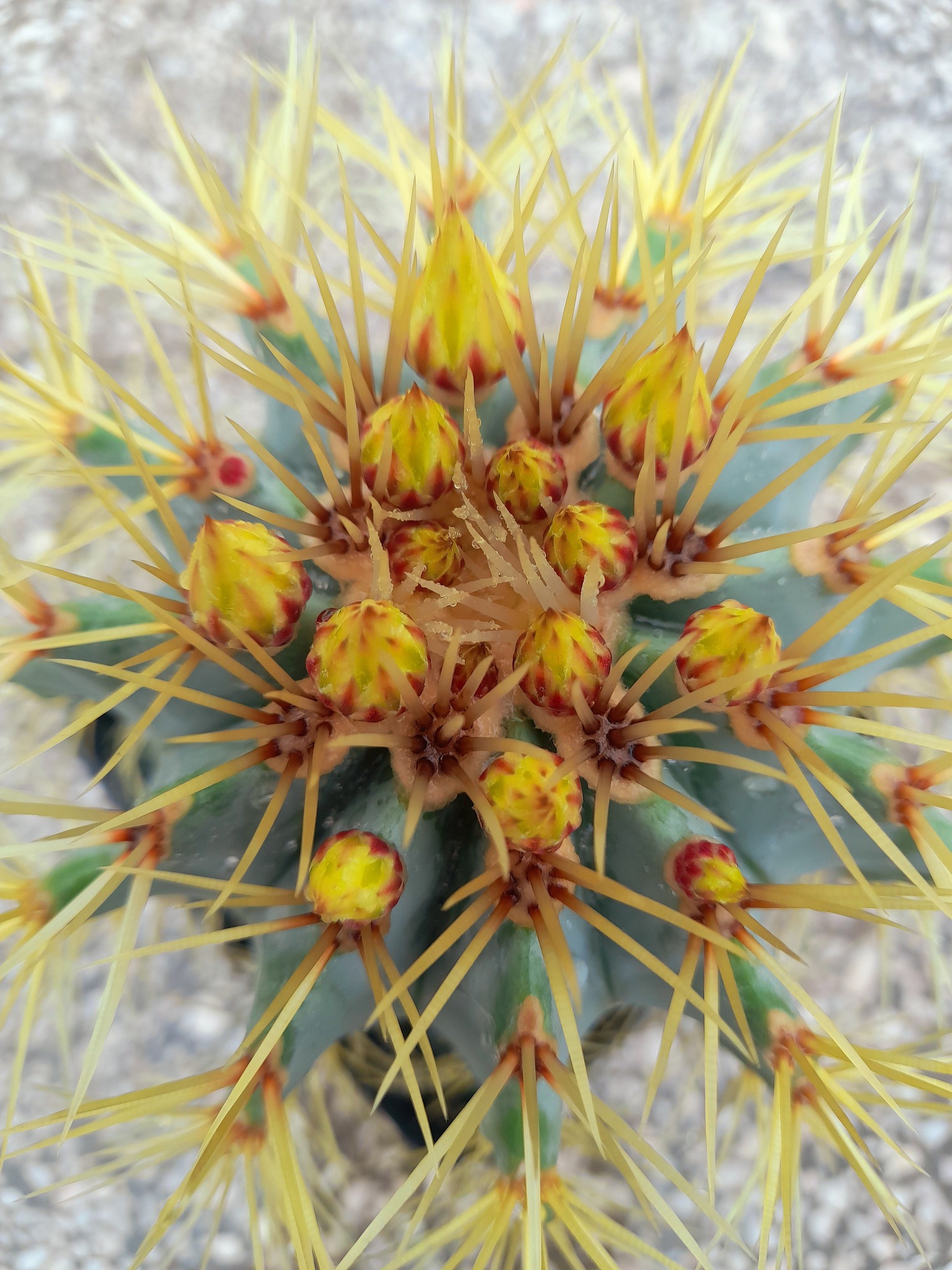 Ferocactus glaucescens showing the distinctive blue-grey glaucous barrel body with pale yellow straight radial spines and 11-15 prominent rounded ribs.