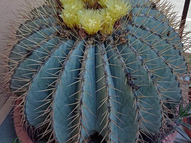Ferocactus glaucescens