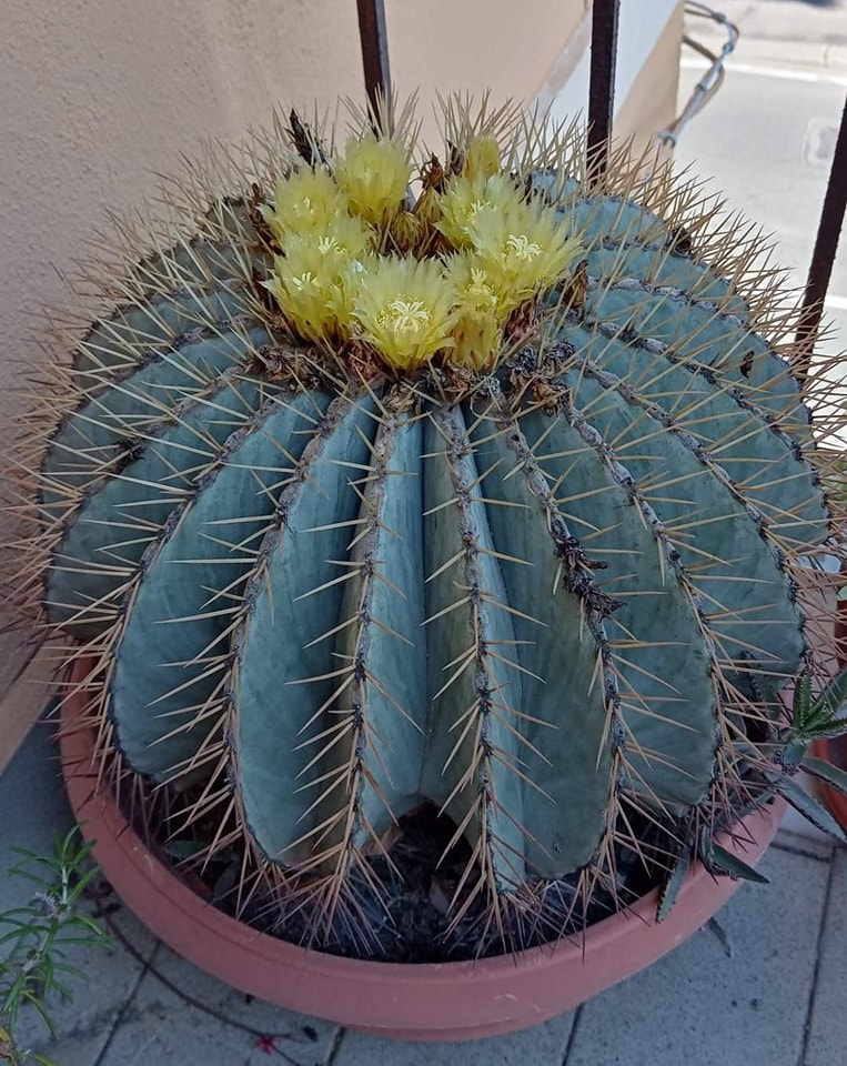 Ferocactus glaucescens