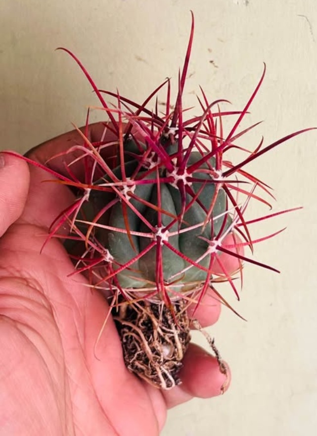 Ferocactus cylindraceus showing the much taller cylindrical form reaching 300 cm, 18 to 27 ribs, and densely arranged red-to-yellow spines that are curved but not strongly hooked.