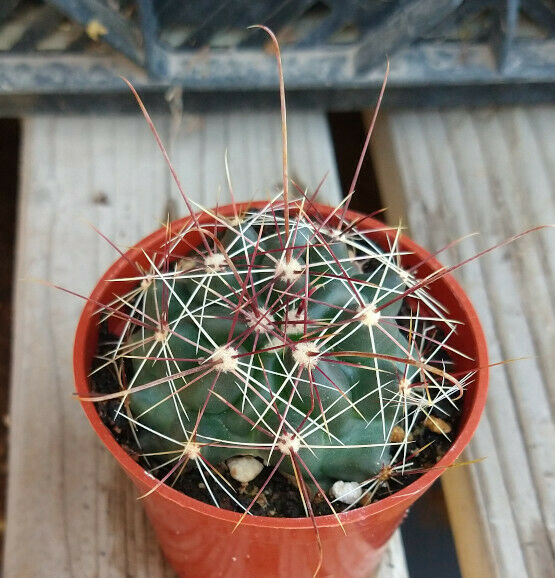 Ferocactus hamatacanthus showing 13 to 17 ribs, compact barrel form to 60 cm, and the diagnostic strongly hooked reddish-yellow principal central spine clearly visible from the side.