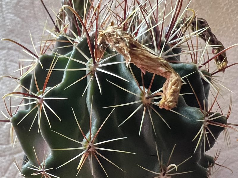 Ferocactus hamatacanthus