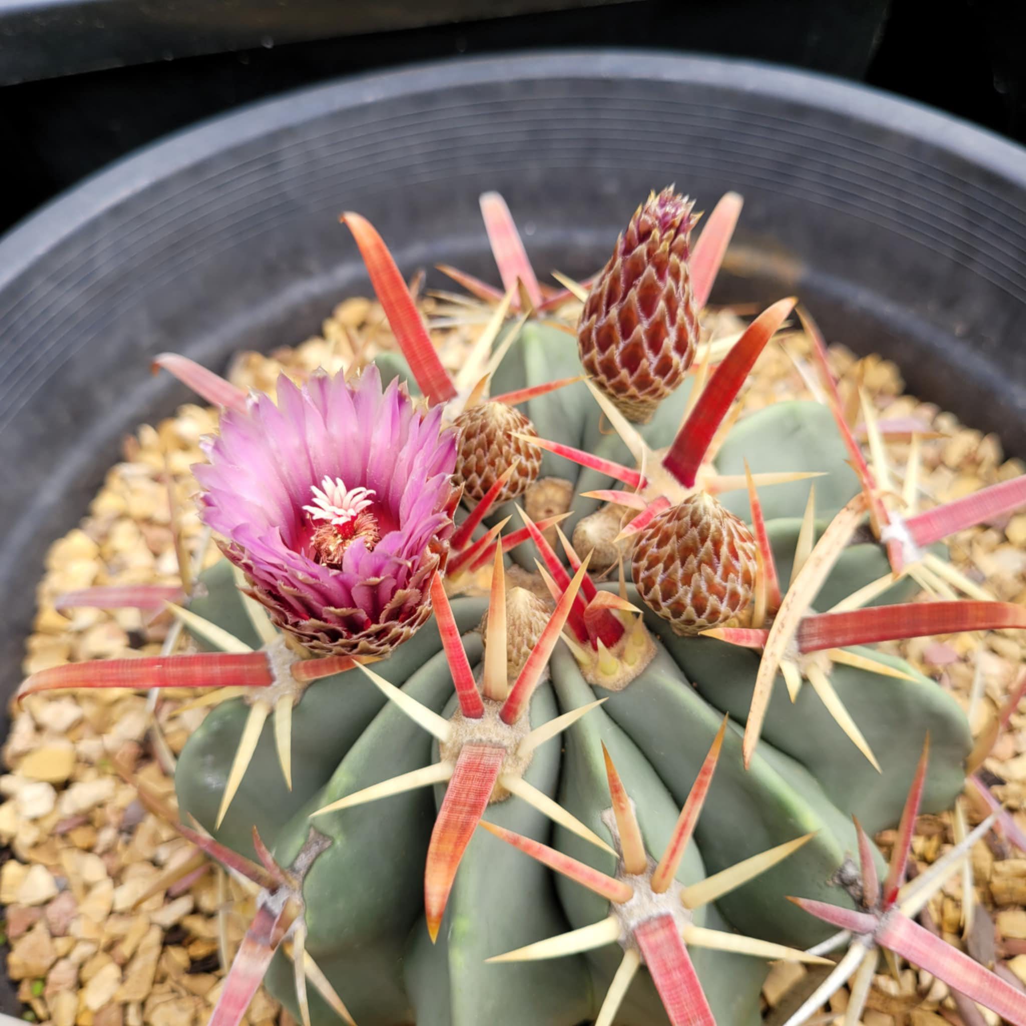 Ferocactus latispinus flat central spine