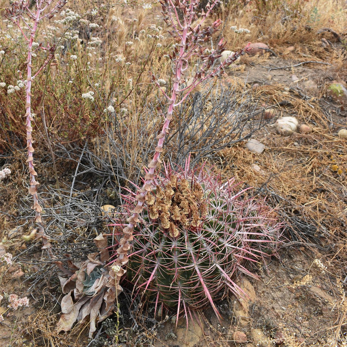 Ferocactus viridescens, San Diego coast barrel cactus, cultivated specimen Ferocactus viridescens cultivated specimen showing the depressed-globose green body with 13 to 21 blunt ribs and deep red-pink central spines beginning to mature toward yellow, photographed in natural light.