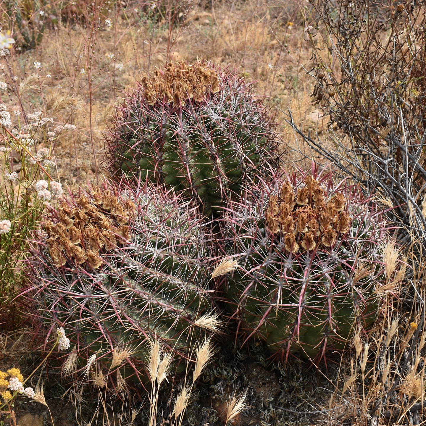 Ferocactus viridescens spine cluster and areole detail Close-up of Ferocactus viridescens areole cluster showing the four flattened central spines with the principal lower central spine measuring 30 to 50 mm, and the numerous shorter radial spines, with spine color transitioning from deep red-pink at the base to yellow and gray with age.