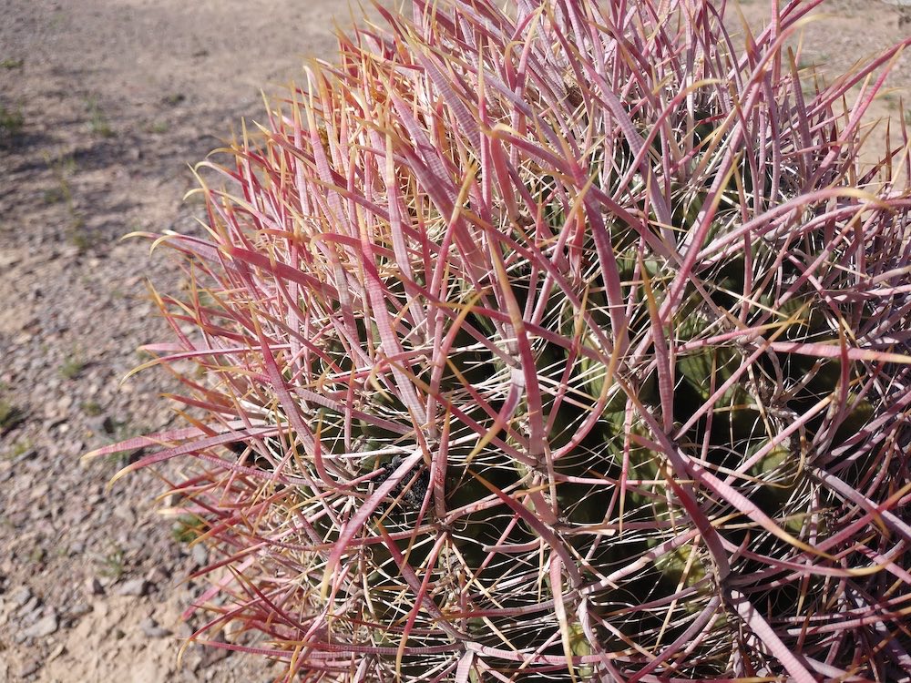 Ferocactus cylindraceus showing the strongly columnar body and dense red-to-yellow spine coverage typical of a mature plant, clearly taller than viridescens.