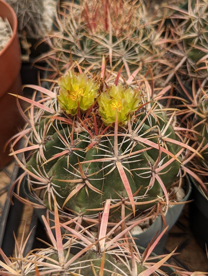 Ferocactus viridescens showing the depressed-globose compact body, green stem, and red-banded spines, remaining well under 30 cm tall in cultivation.