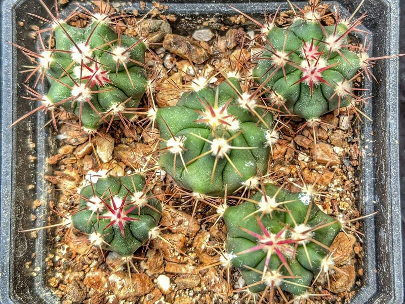 Ferocactus viridescens