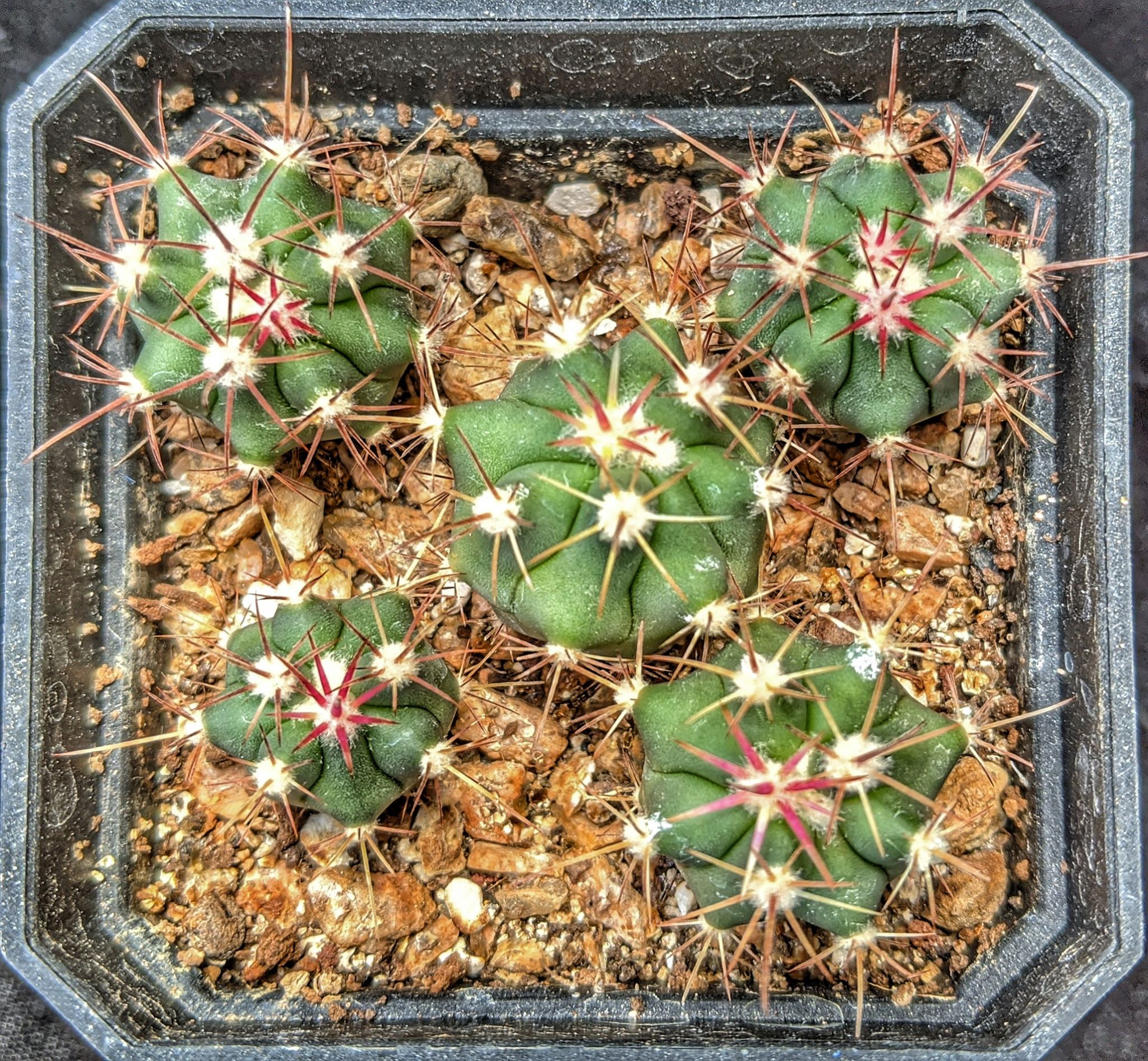 Ferocactus viridescens
