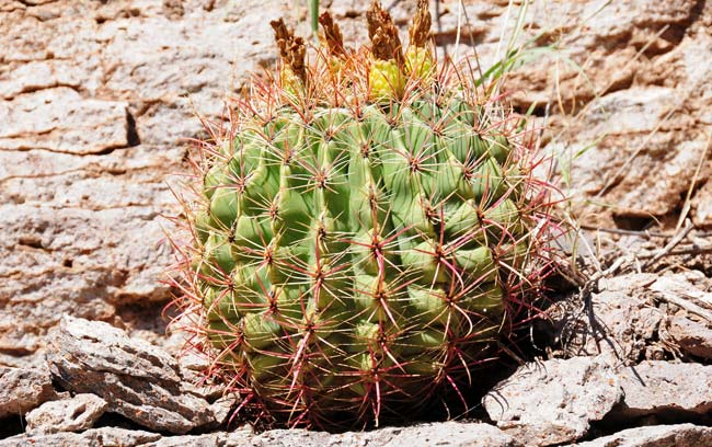 Ferocactus wislizeni in habitat in the Sonoran Desert