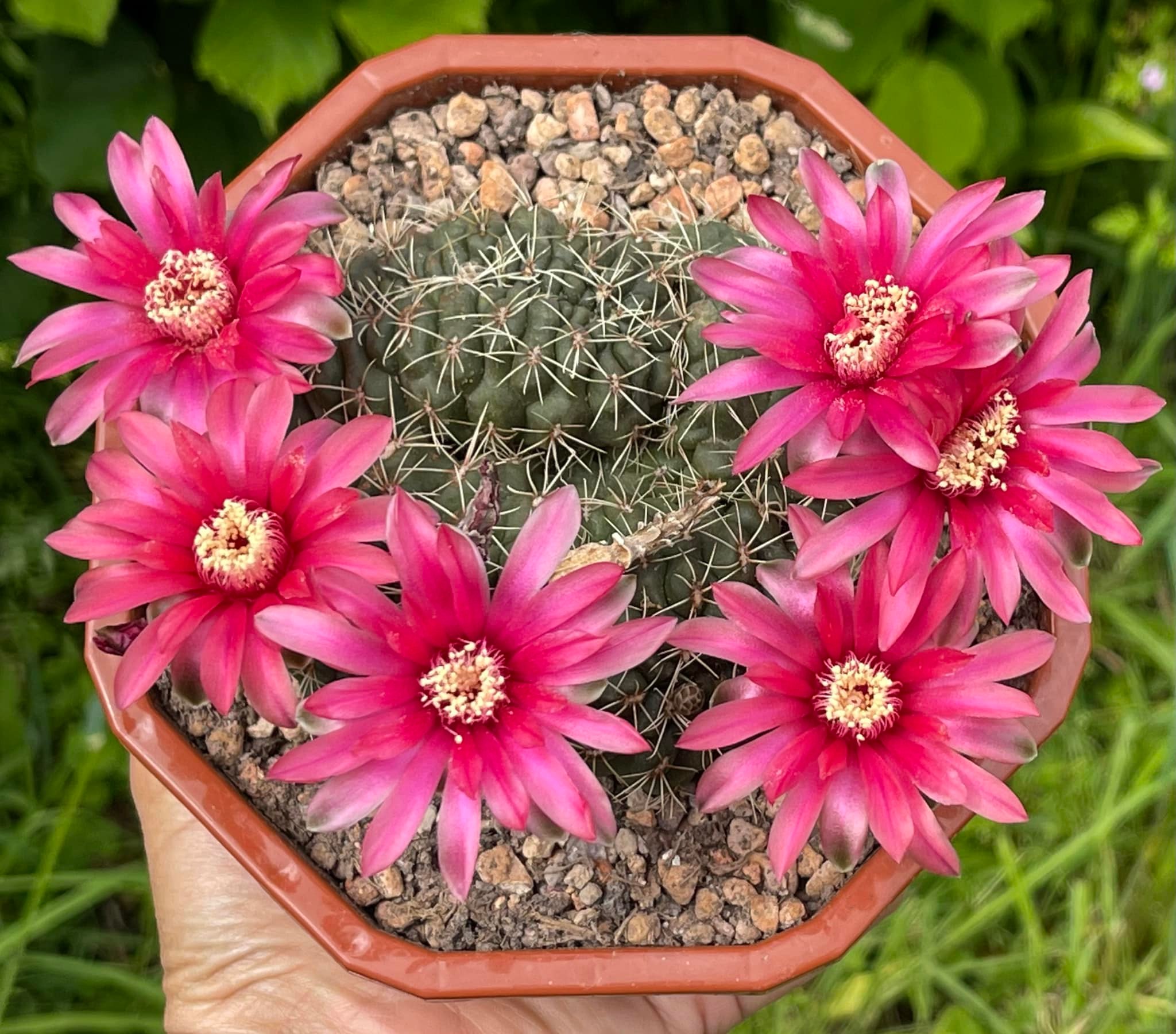 Gymnocalycium baldianum red flower detail