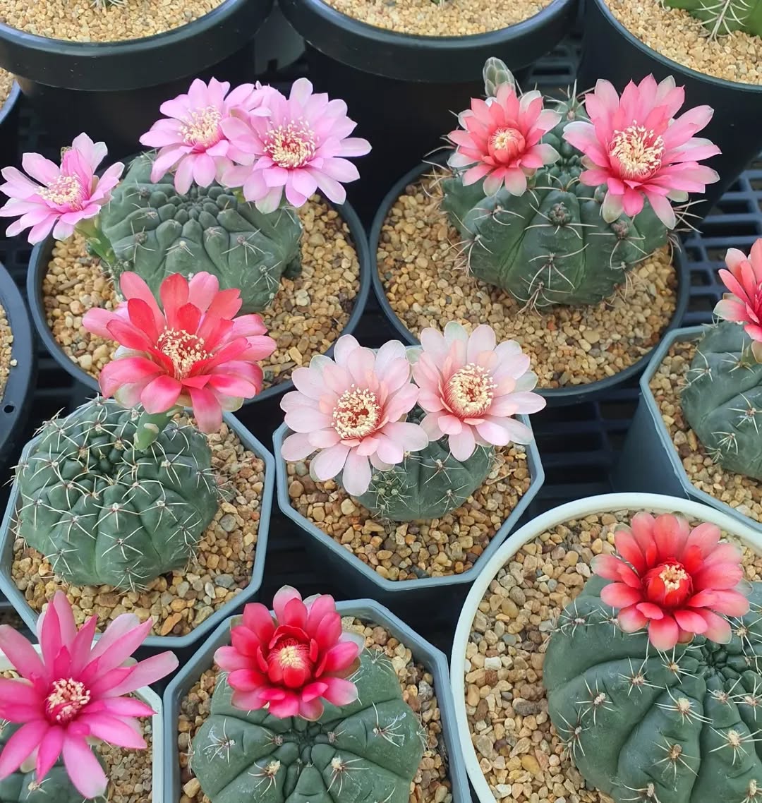 Gymnocalycium baldianum in flower