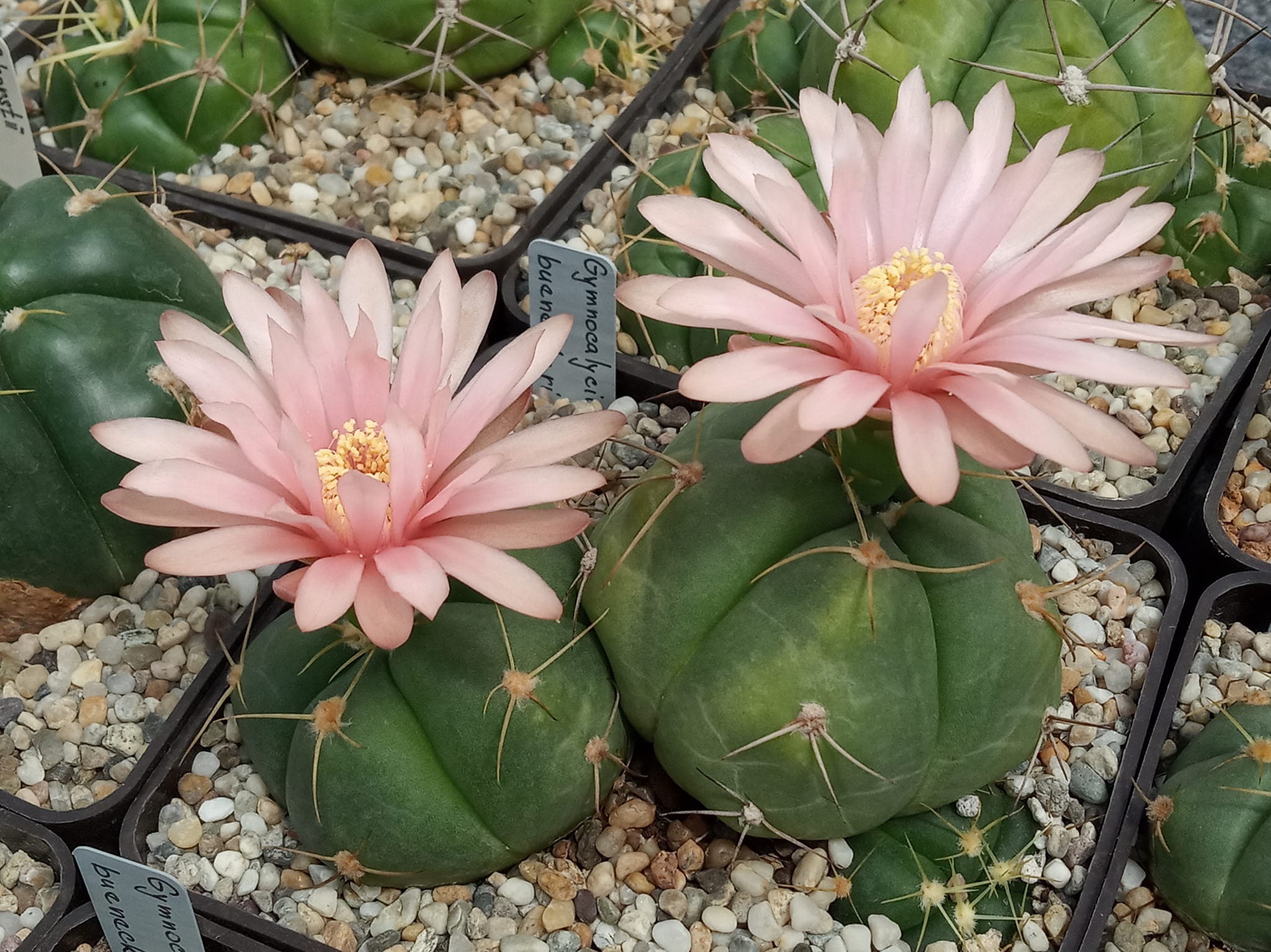 Gymnocalycium buenekeri flat-bodied cactus with pink flower Gymnocalycium buenekeri cultivated specimen showing the flat-topped matte dark-green body with five rounded ribs, pale yellow spreading spines, and a pink flower at the crown, photographed under natural light.