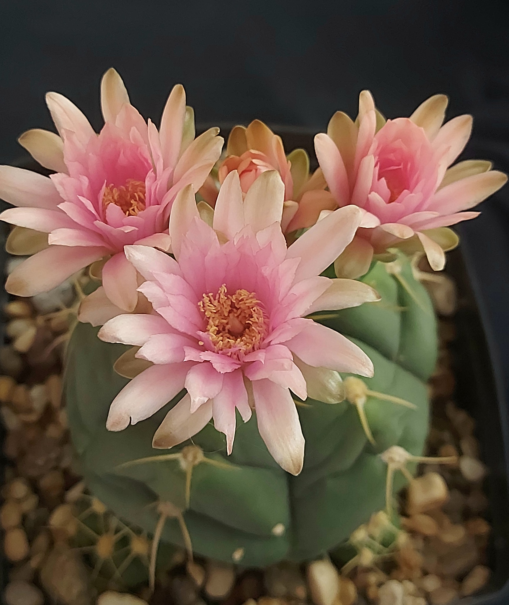 Gymnocalycium buenekeri showing matte dark-green body with five rounded ribs and pale yellow spreading spines in cultivation.