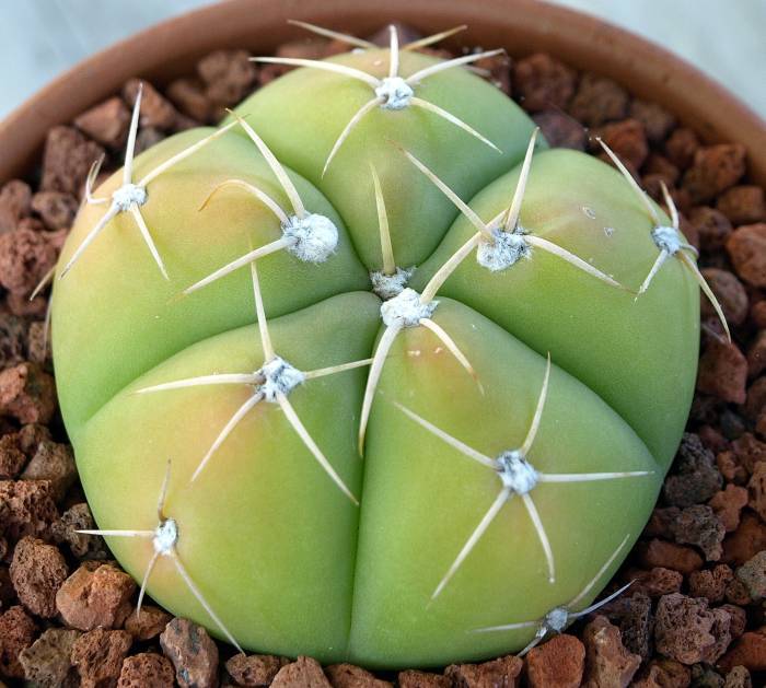 Gymnocalycium horstii showing glossy bright-green body with spreading spines and a cream-white flower.