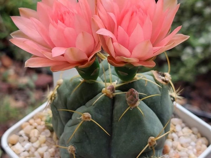 Gymnocalycium buenekeri