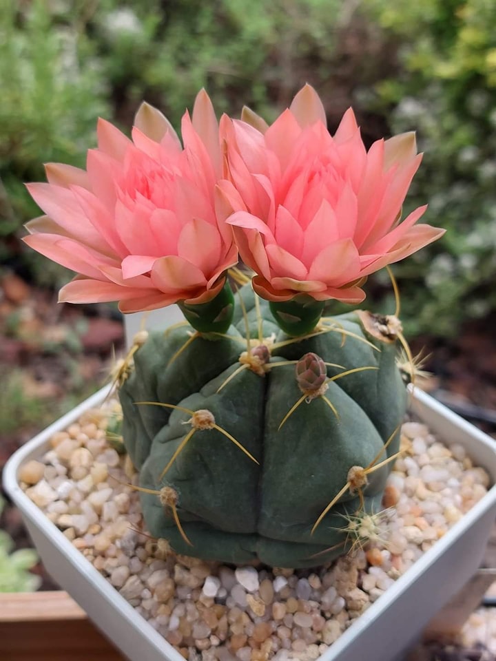 Gymnocalycium buenekeri
