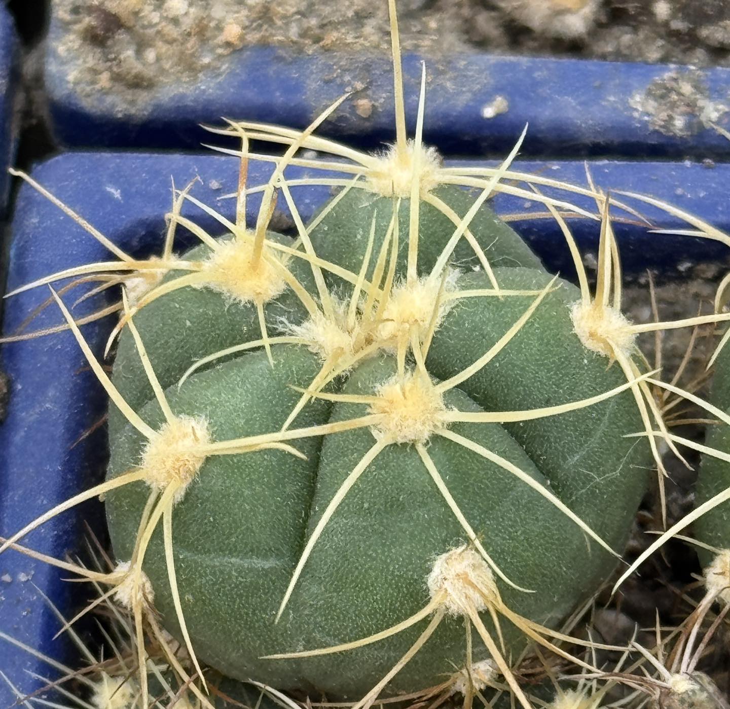 Gymnocalycium buenekeri showing the characteristically dull, matt green epidermis, typically three spines per areole, smaller body, and early clustering habit.