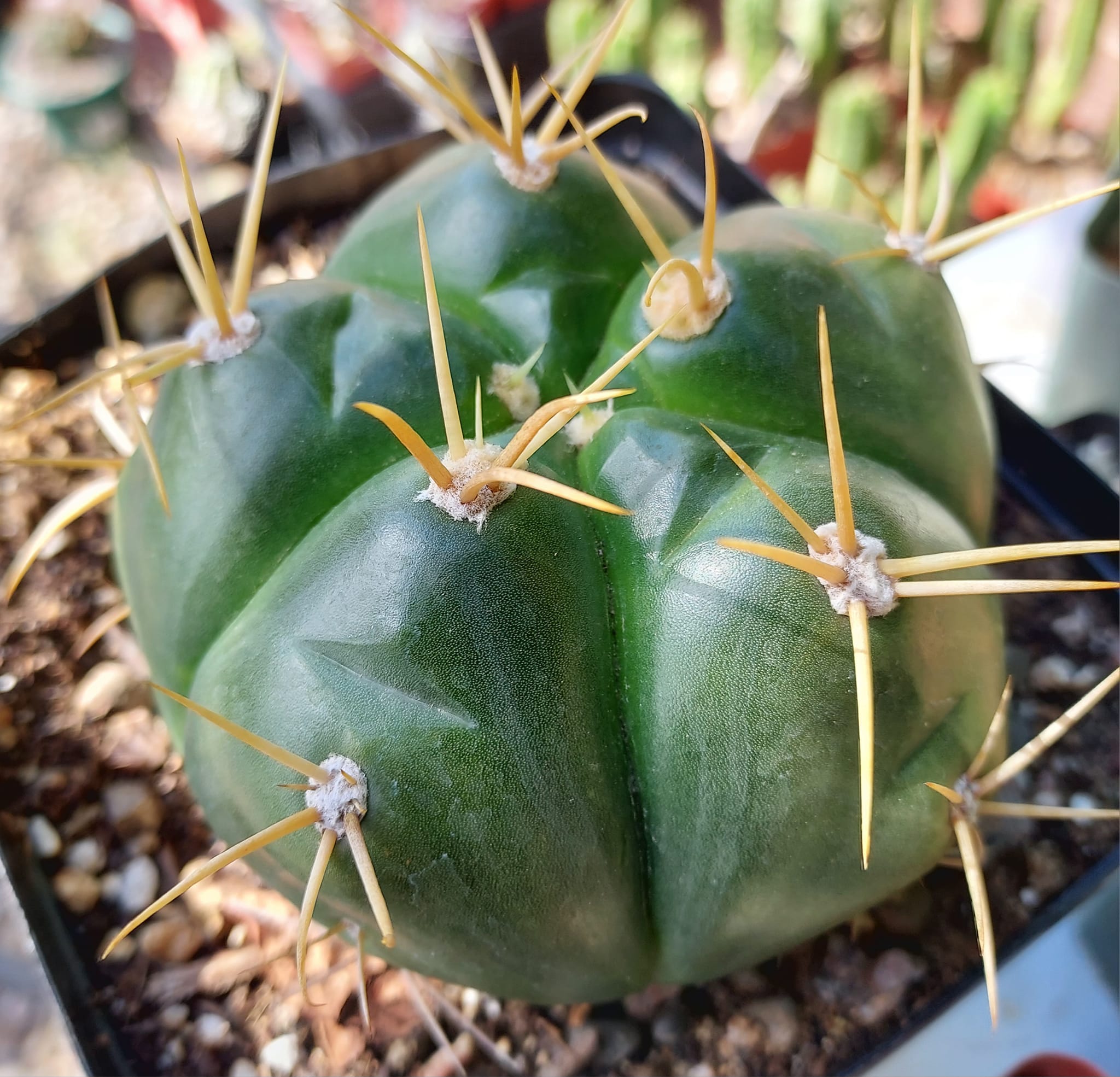Gymnocalycium horstii subsp. horstii showing the distinctly glossy high-gloss green epidermis, five spines per areole, and broad shallow ribs with mentoniferous chin protrusions.