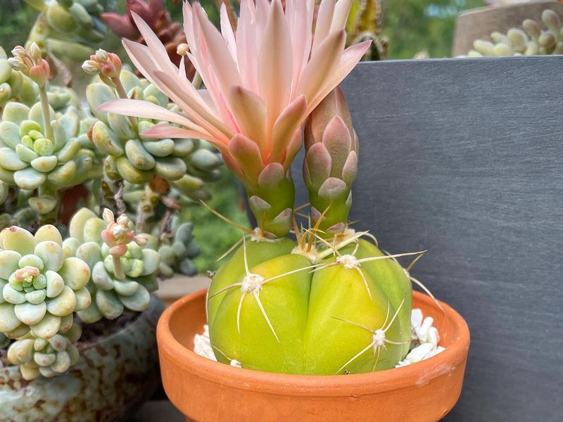 Gymnocalycium horstii