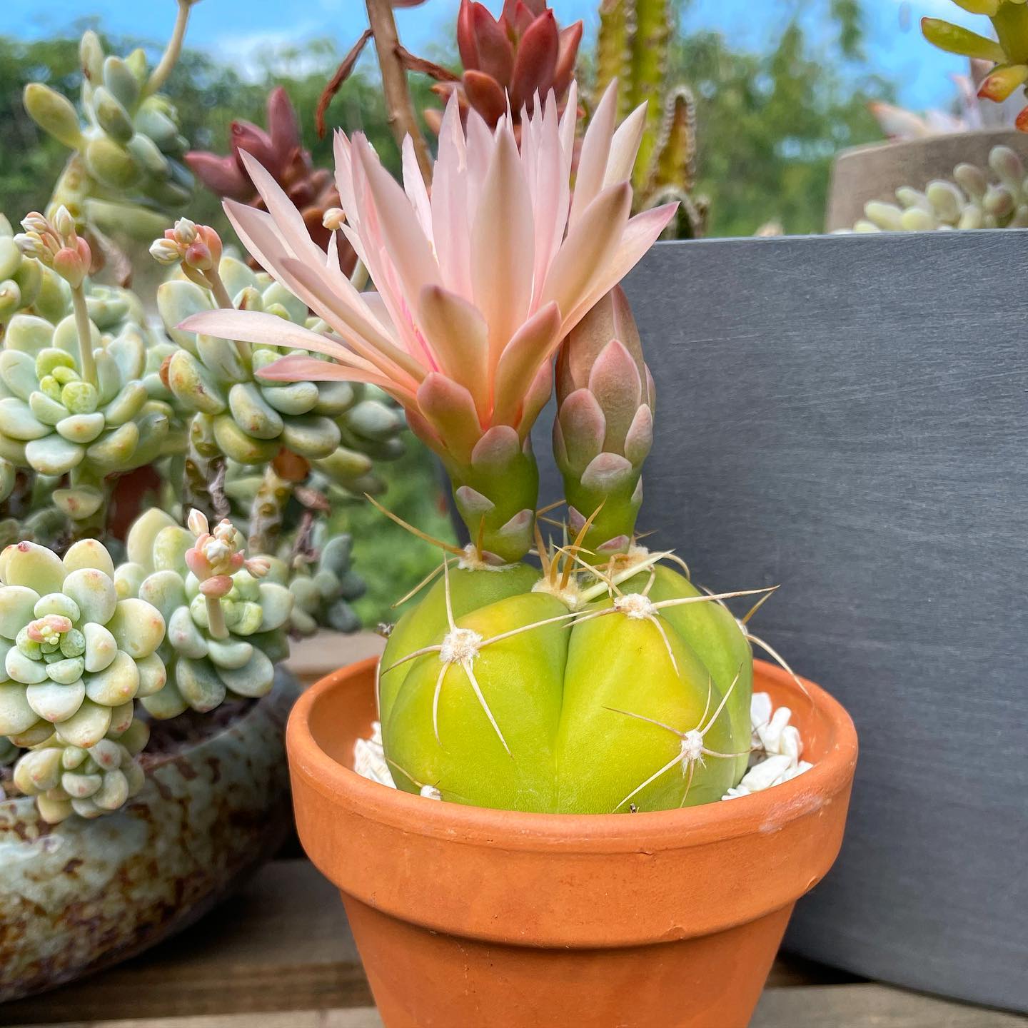 Gymnocalycium horstii