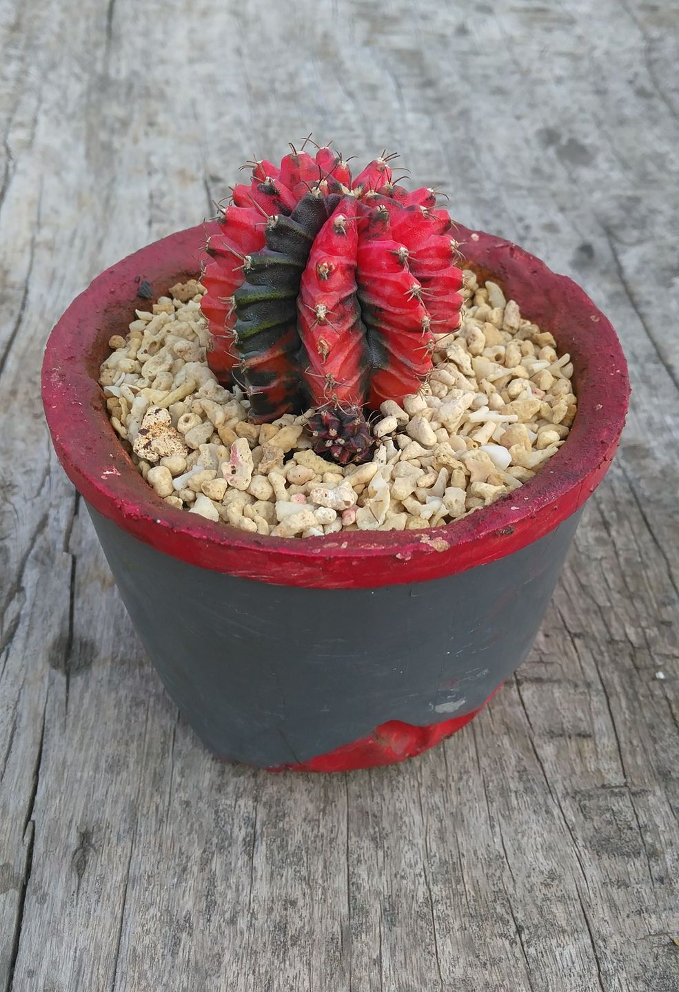 Gymnocalycium mihanovichii f. rubra scion showing uniform solid red body with no green tissue, eight ribs, small areoles with pale spines, mounted on green Hylocereus rootstock.