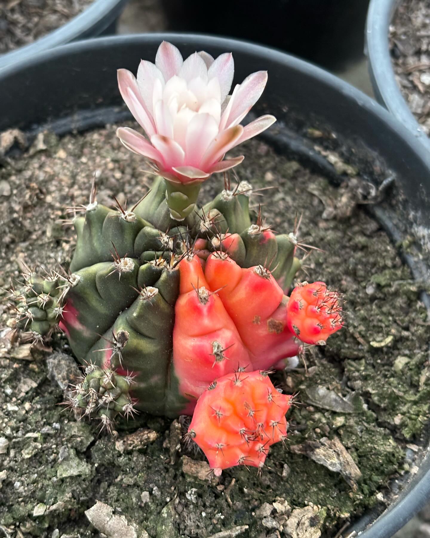 Gymnocalycium mihanovichii f. variegata scion showing irregular multi-colour variegation with visible green sectors alongside yellow, orange, and pink patches, mounted on green rootstock.
