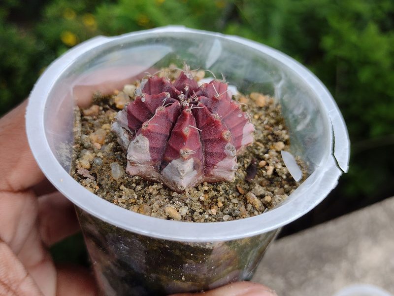 Gymnocalycium mihanovichii f. rubra