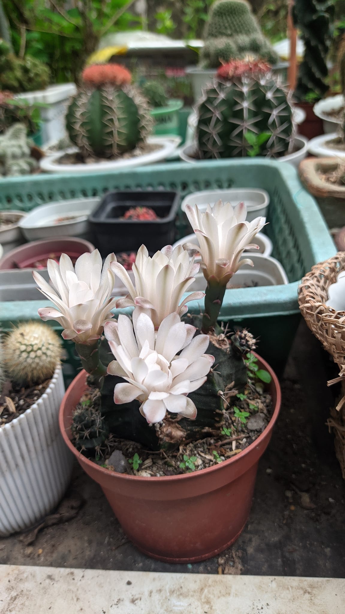 Gymnocalycium mihanovichii wild-type showing smooth grey-green body with eight horizontally banded ribs and weak pale-brown radial spines.