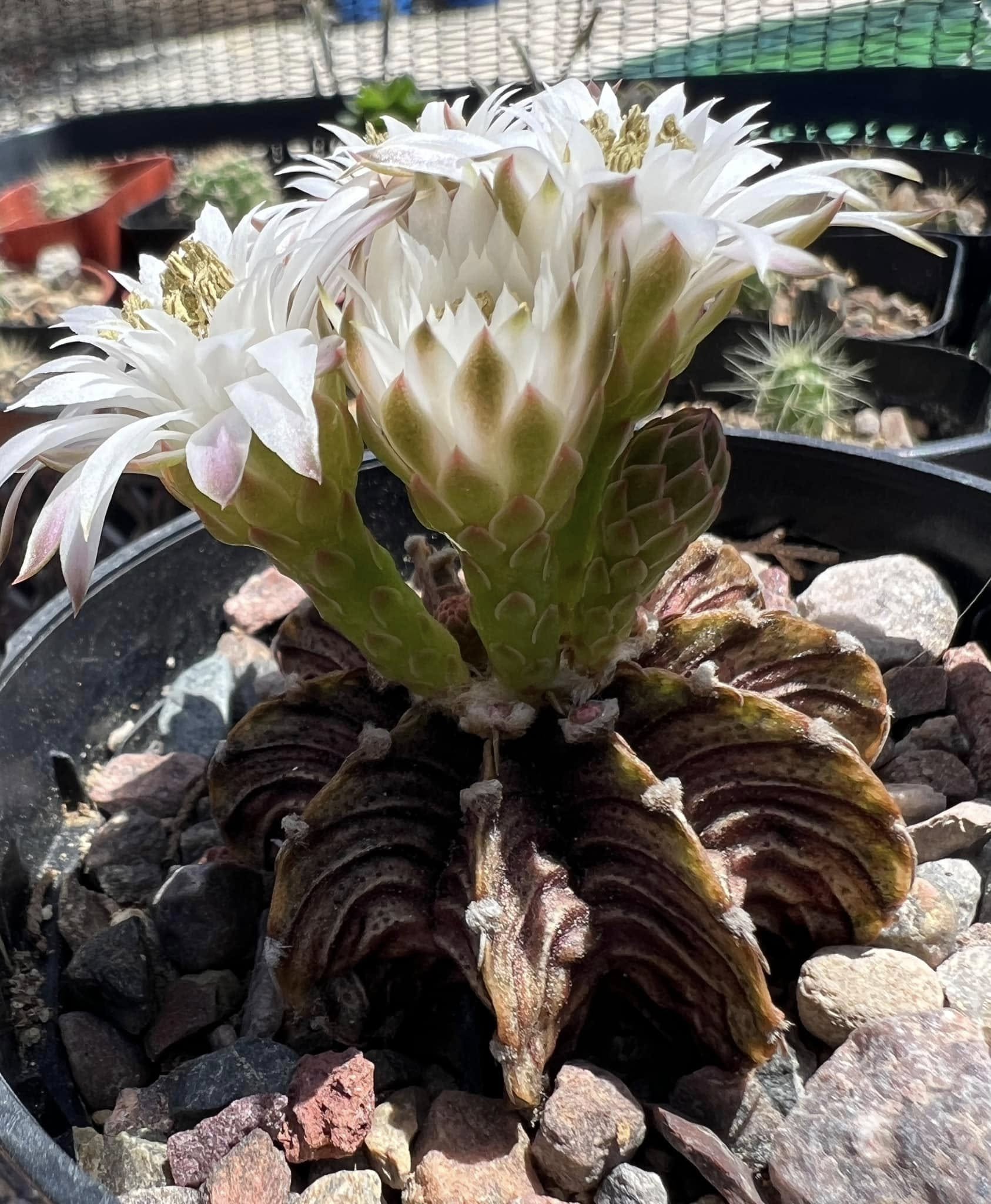 Gymnocalycium stenopleurum showing rough tuberculate epidermis and a fully open purplish-pink flower, wider body than mihanovichii.