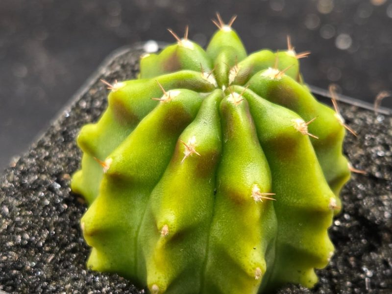 Gymnocalycium mihanovichii