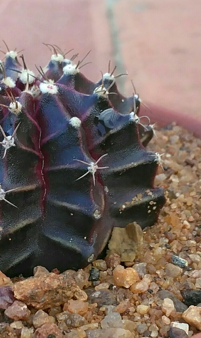 Gymnocalycium mihanovichii f. rubra uniformly red with no green sectors, grafted onto Hylocereus rootstock; the original Hibotan moon cactus form.
