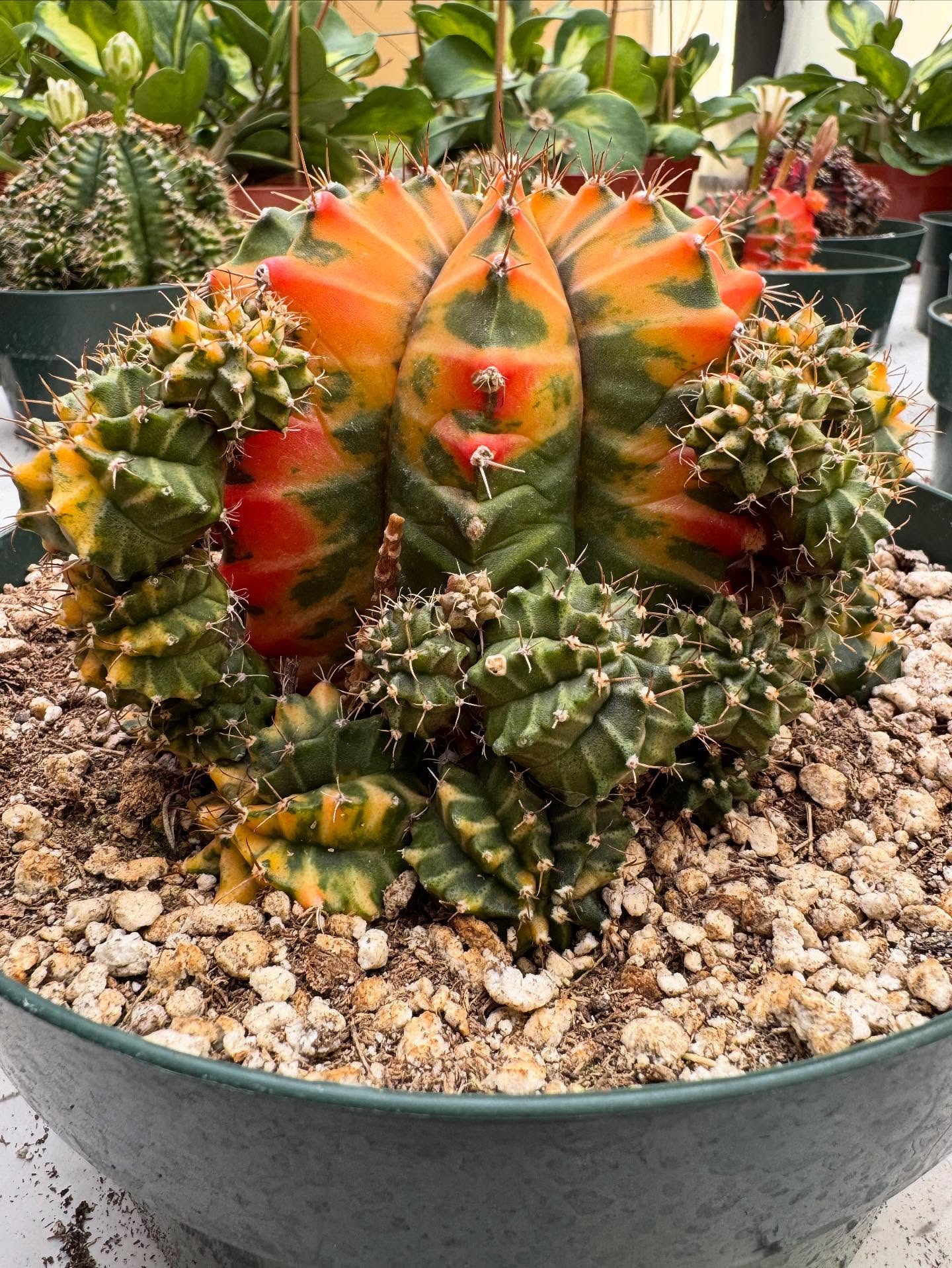 Gymnocalycium mihanovichii f. variegata showing mixed green and orange-red sectors across eight ribs; green tissue clearly visible.