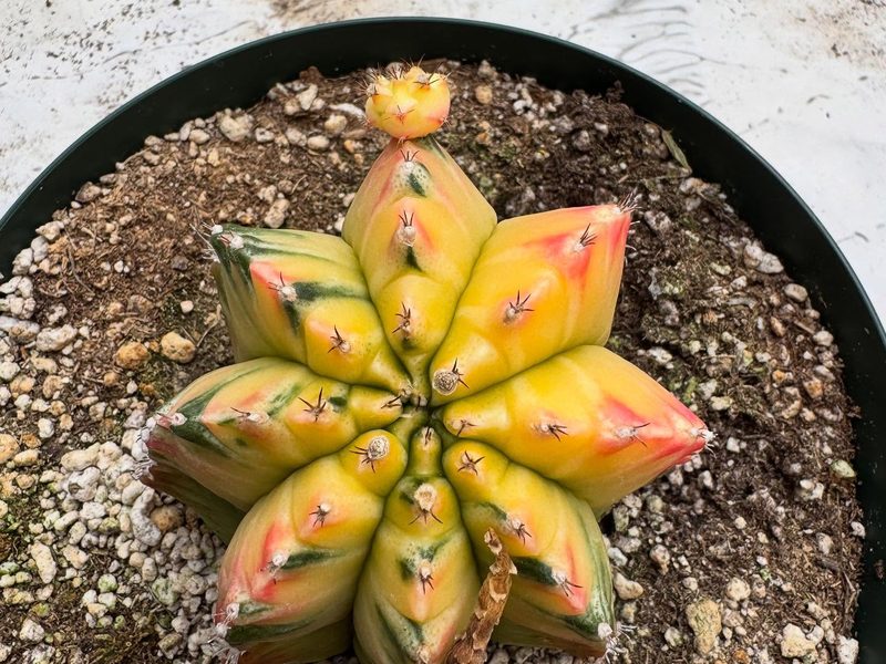 Gymnocalycium mihanovichii f. variegata