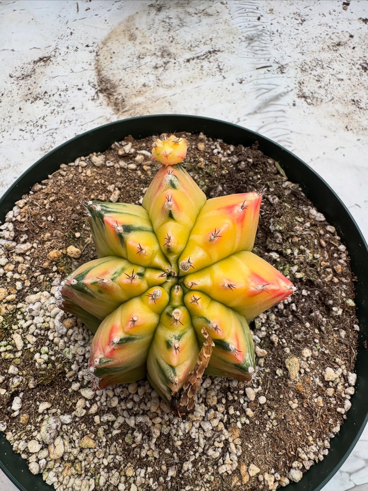 Gymnocalycium mihanovichii f. variegata