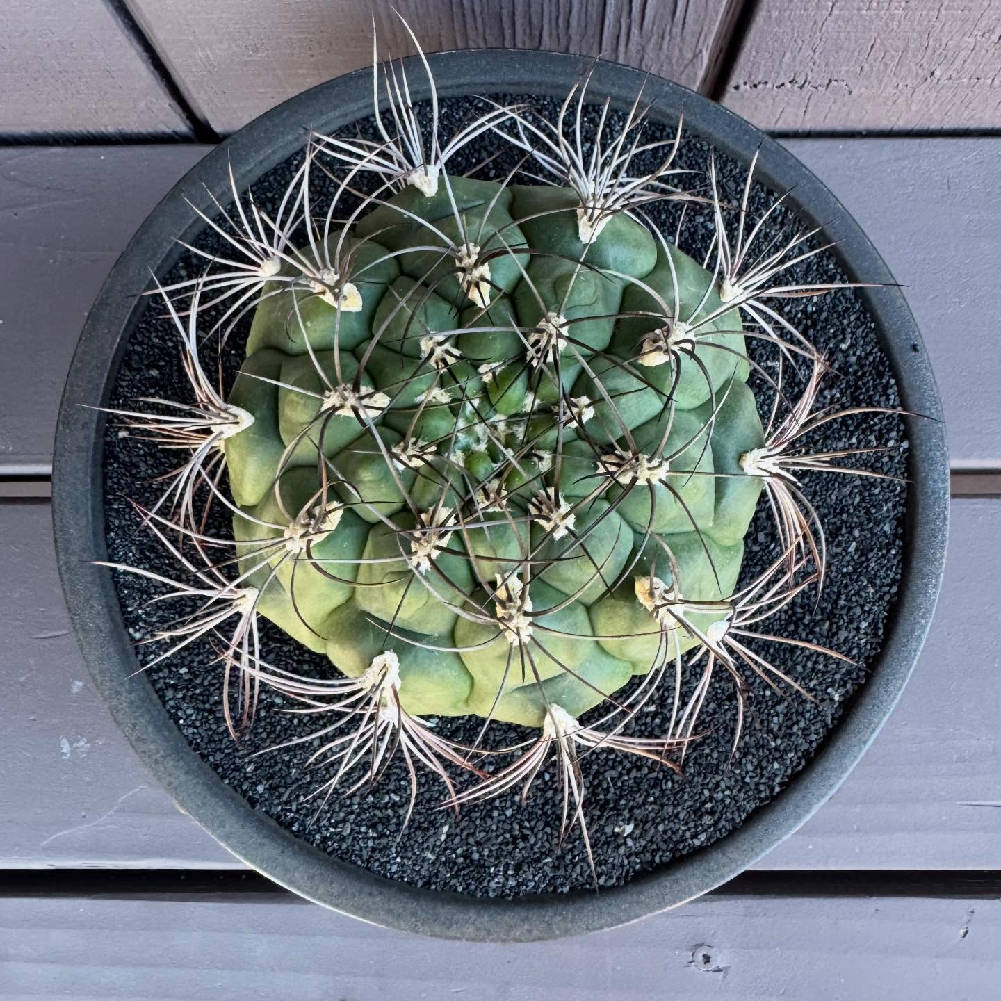 Gymnocalycium saglionis spines