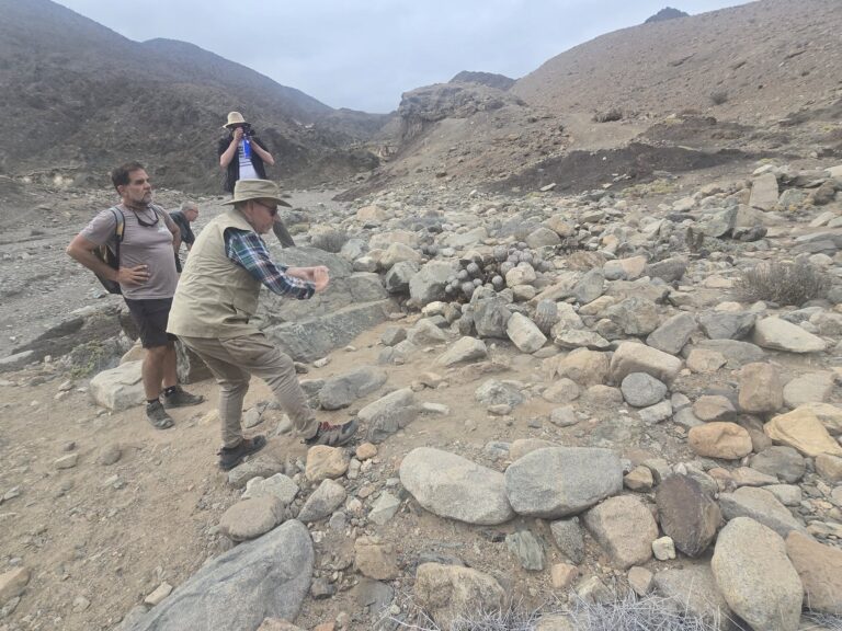 Cactus Taxonomy: How Habitat Photography Reclassified Species