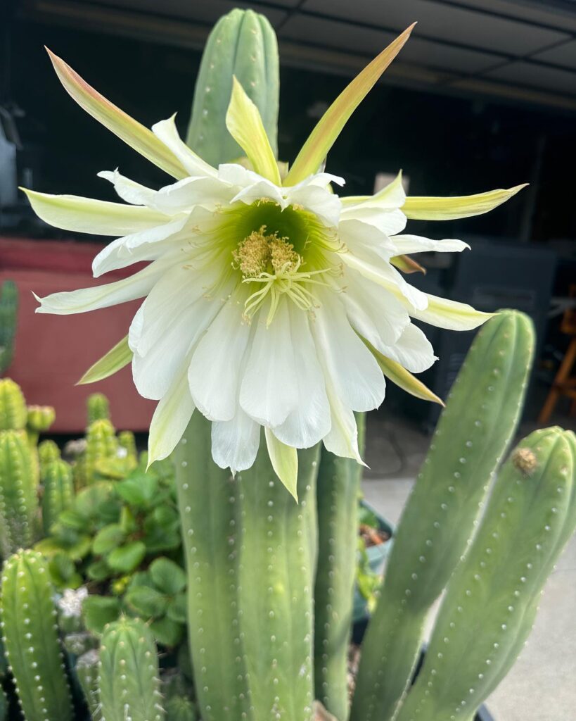 Mature Echinopsis pachanoi, the columnar Andean San Pedro cactus, grown in cultivation