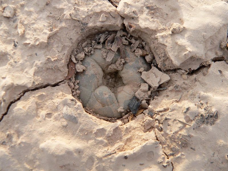 Lophophora alberto-vojtechii