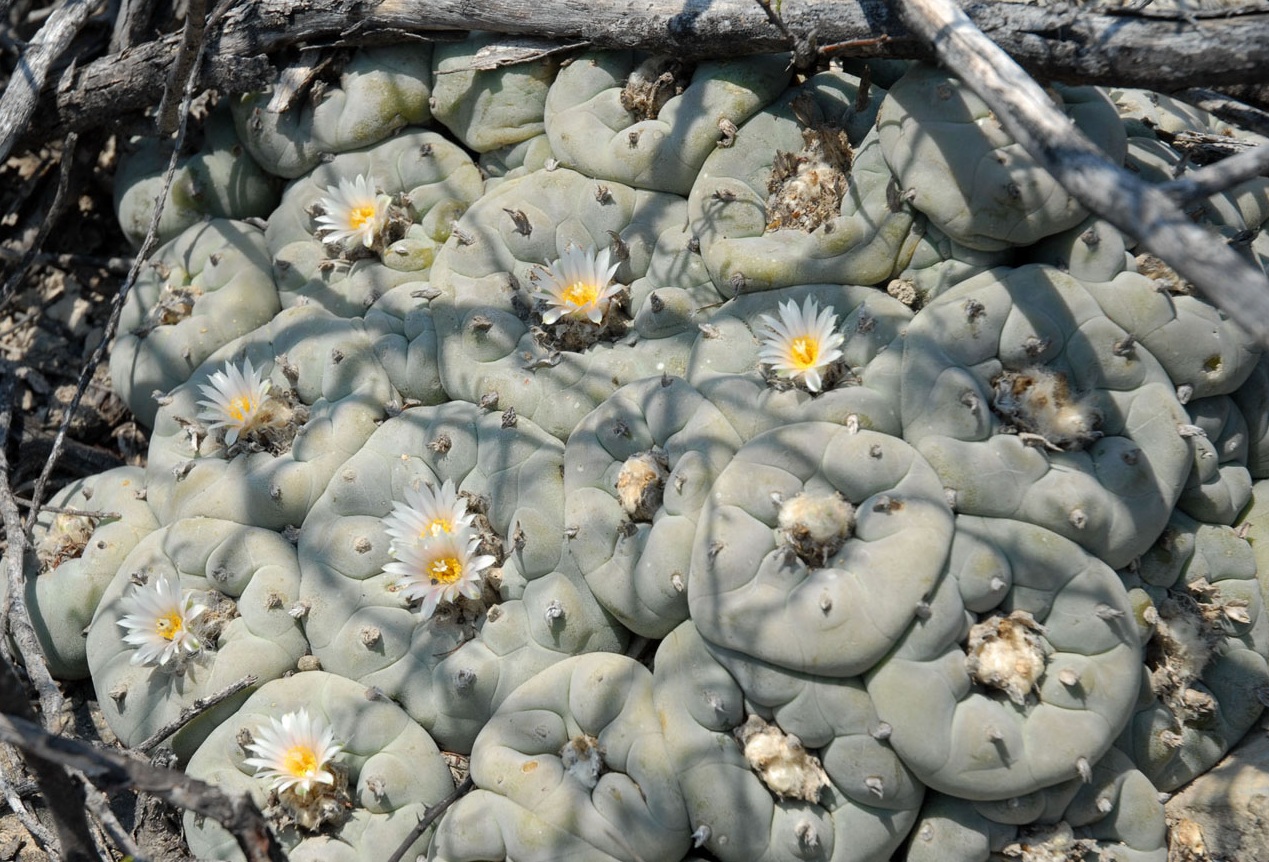 Lophophora diffusa — caespitose cluster form Lophophora diffusa cluster in cultivation showing multiple heads from a single root system