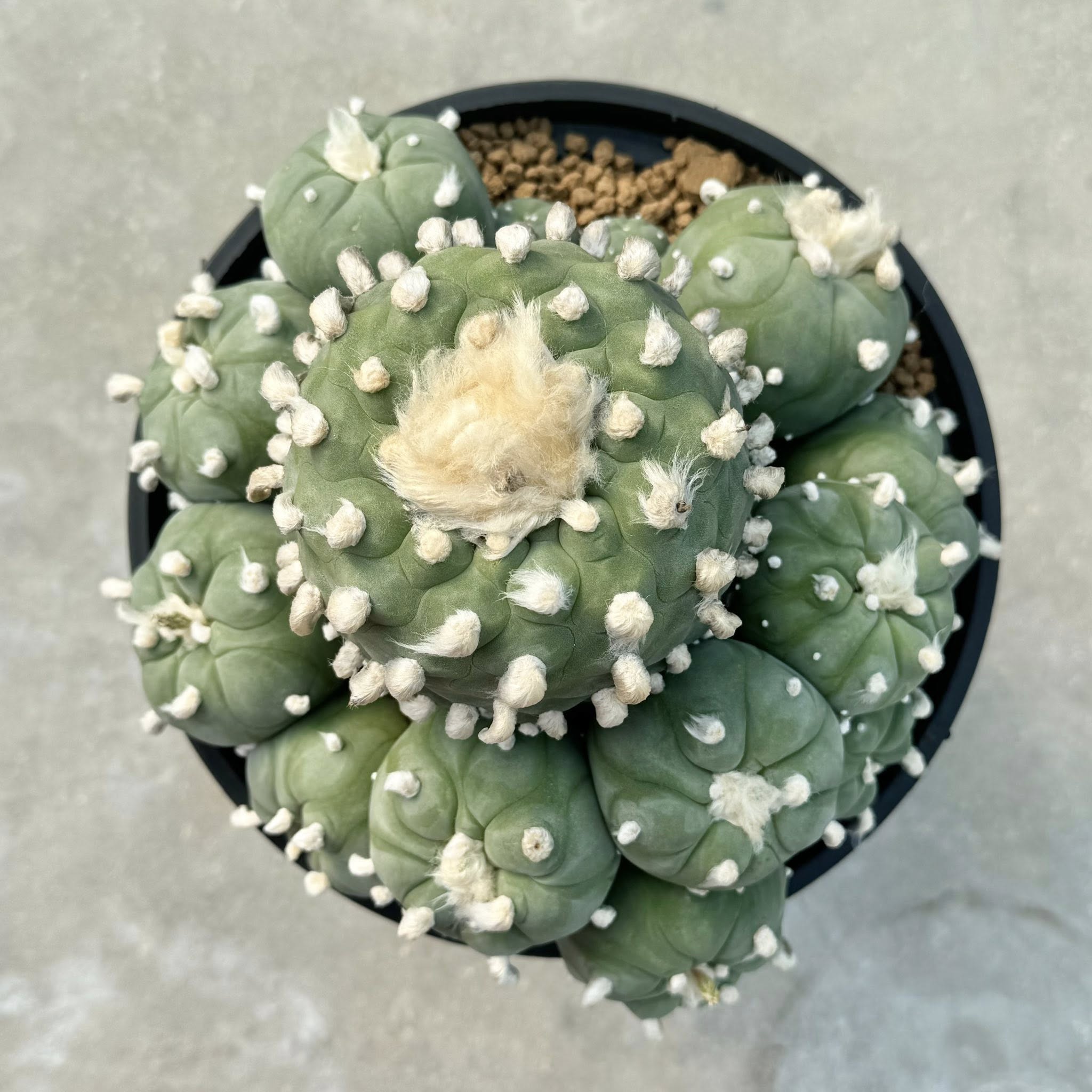 Lophophora diffusa — cultivated specimen, adult form Well-grown Lophophora diffusa cultivated specimen in collection showing full adult form