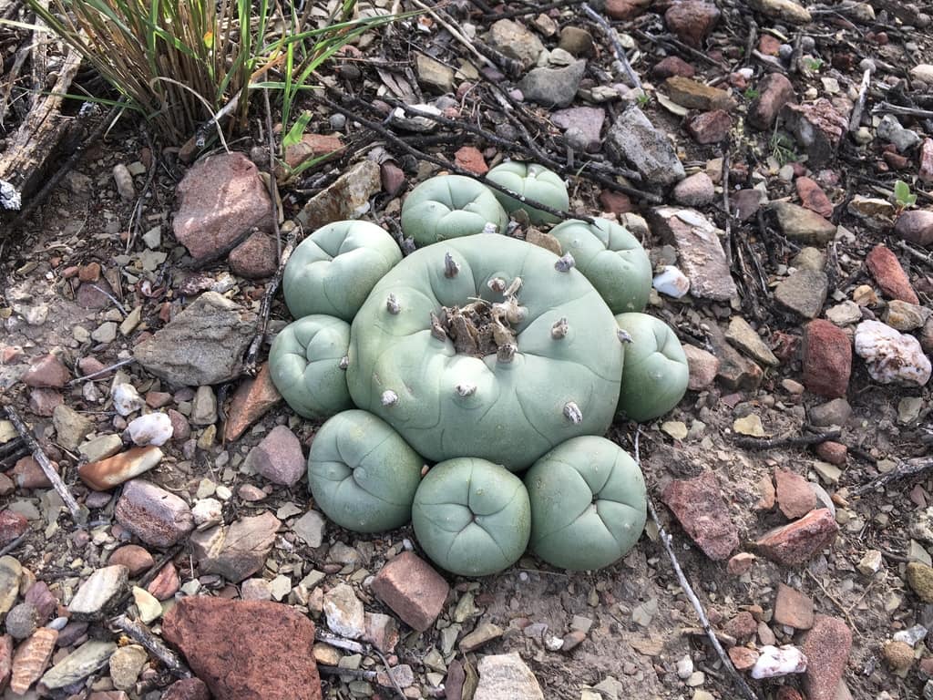 Lophophora diffusa habitat — limestone hills, Querétaro Limestone hill country in Queretaro Mexico the habitat of Lophophora diffusa
