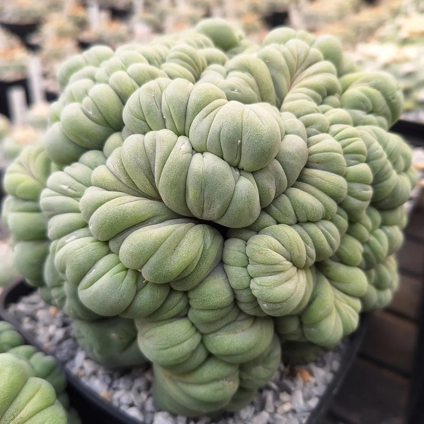 Lophophora diffusa — mature cultivated specimen Mature Lophophora diffusa f. cristata in cultivation