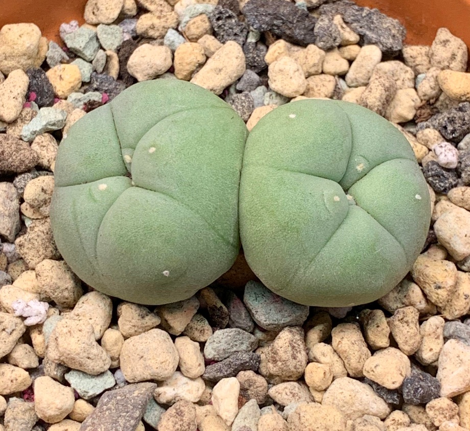 Lophophora diffusa seedlings Young Lophophora diffusa seedlings in germination tray a few months from sowing