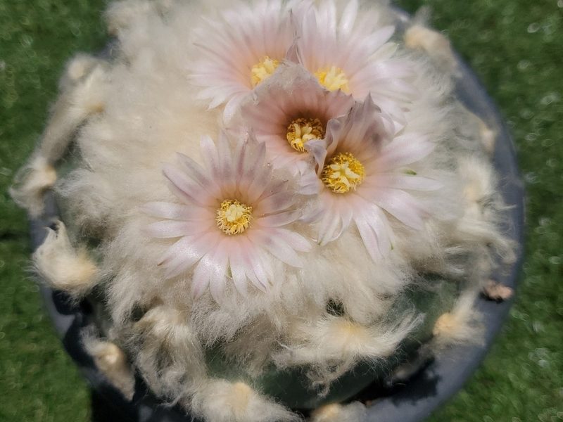 Lophophora diffusa