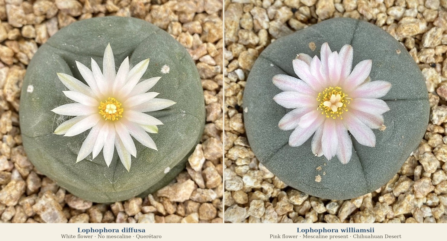 Lophophora diffusa vs. Lophophora williamsii — direct comparison Side by side comparison of Lophophora diffusa and Lophophora williamsii showing body colour and areole differences