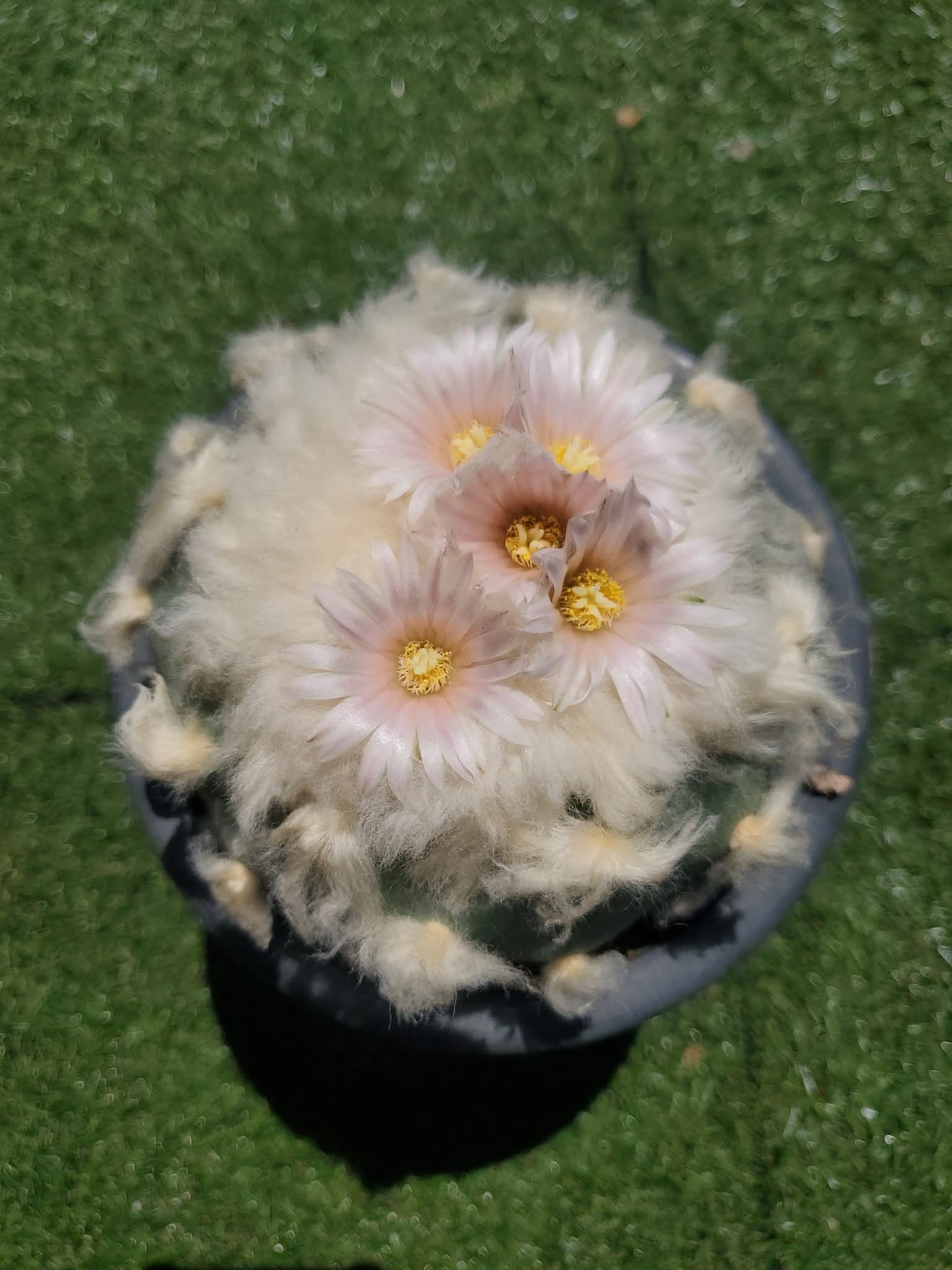 Lophophora diffusa — white flower Open white flower of Lophophora diffusa in cultivation showing pale cream petals and yellow stamens