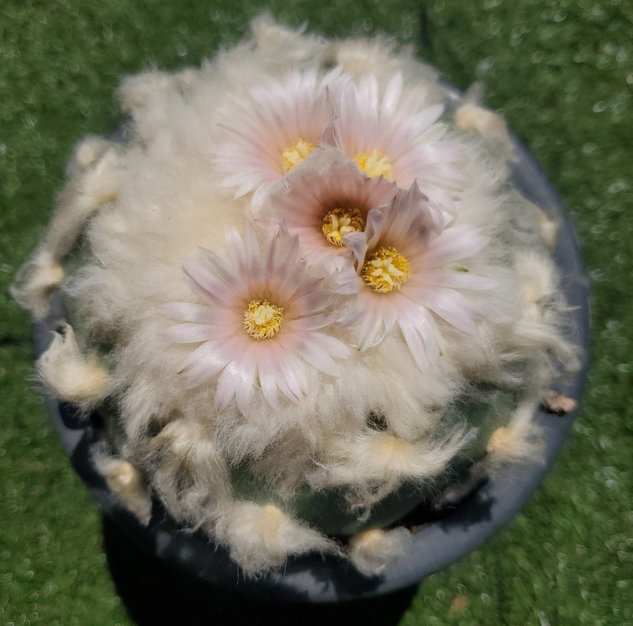 Lophophora diffusa